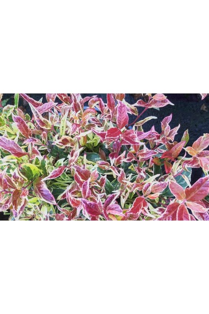 Леукотое Вальтера ’Firestar- яркий акцент для сада